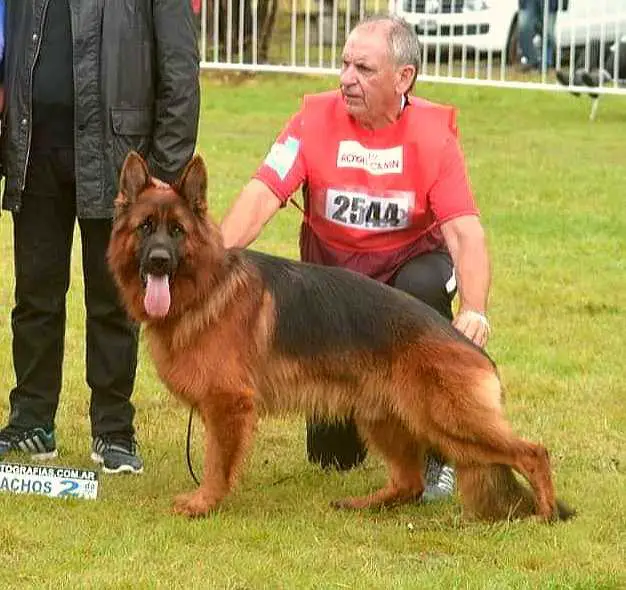MESSI VON DEL GRACER