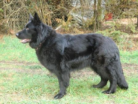 Baroness vom schwarzen Ritter