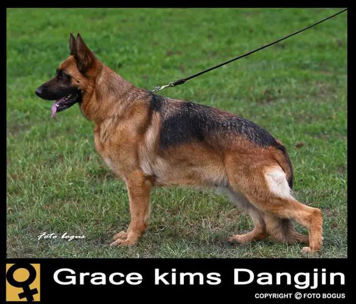 Grace kim's Dangjin