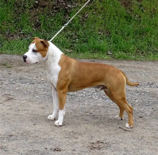 JCh. Zarif Tipit z Hanky