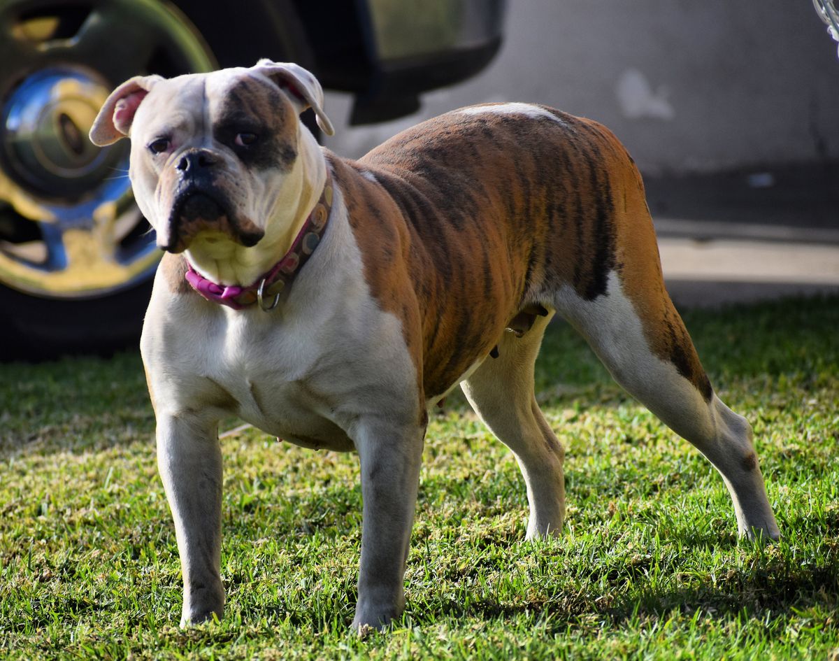 Rodriguez's Trixie