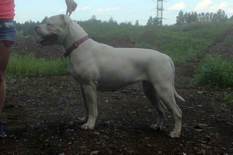 Russian Champion, Champion of RKF Virginia Woolf (2016)