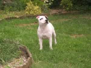 Sarlucean New Venture