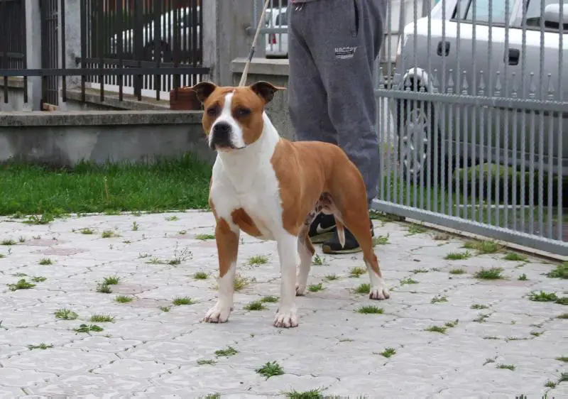 Blockbuster of Eagle Blend