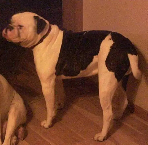 CAMERON'S TINY HINY BOND