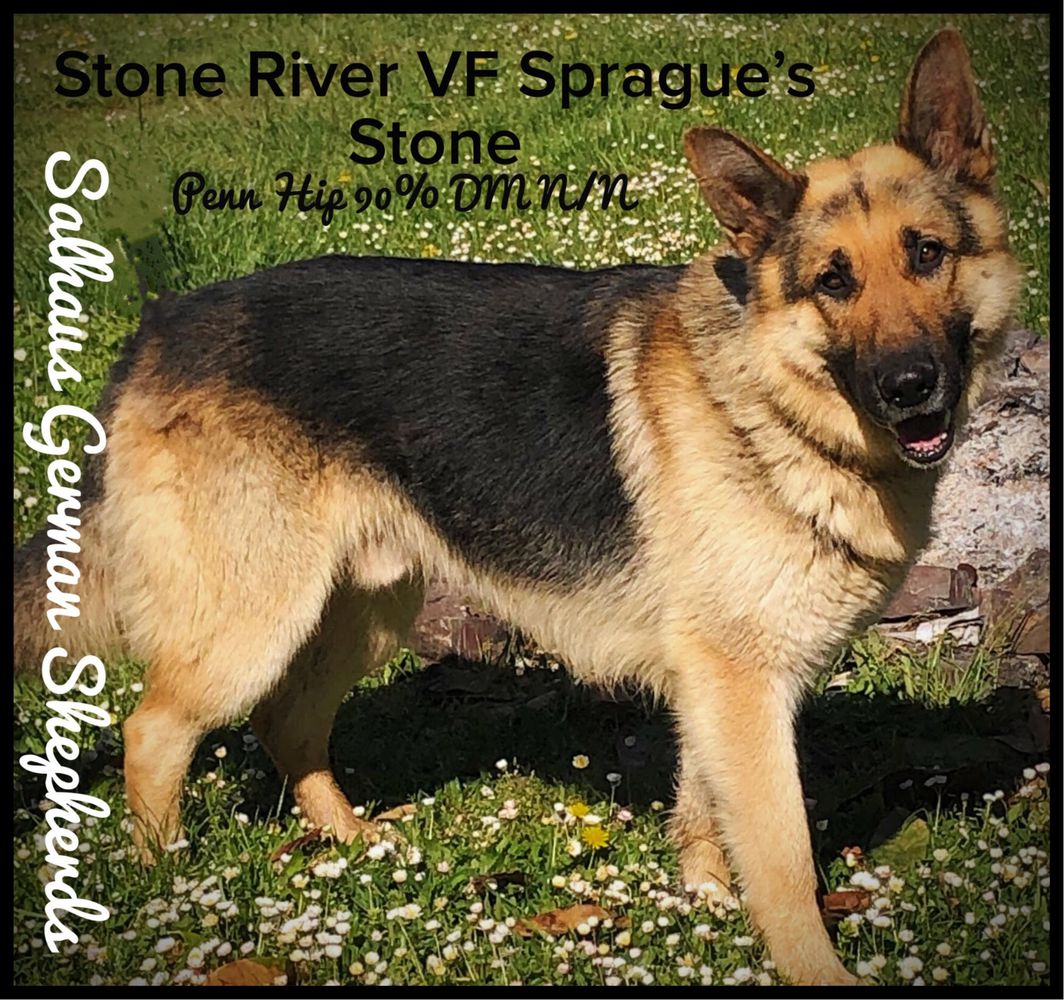Stone River Vf Sprague's Stone Master