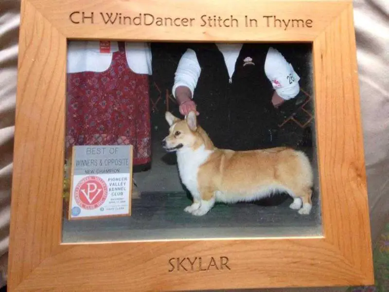 CH Winddancer Stitch in Thyme