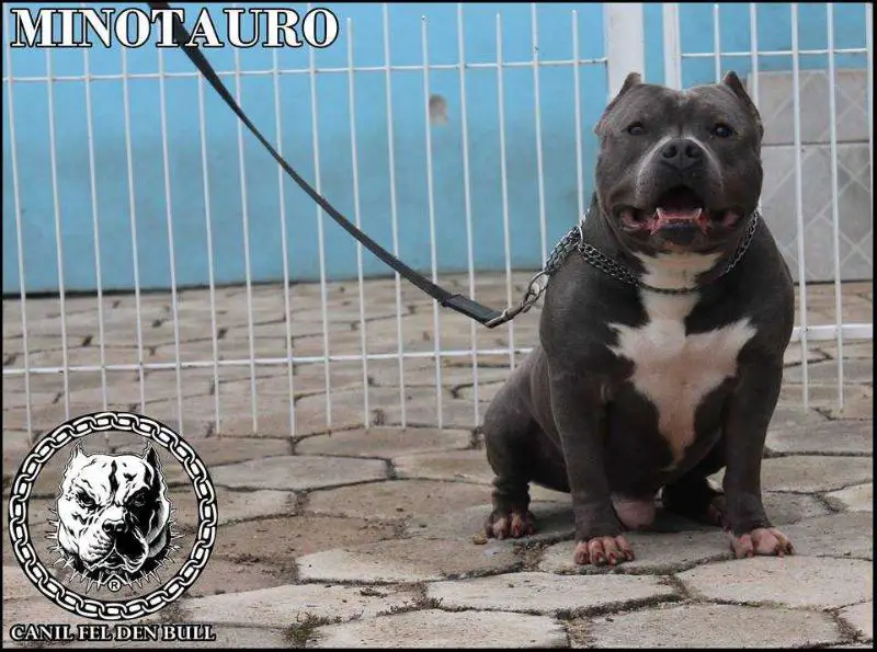 MINOTAURO FEL DEN BULL