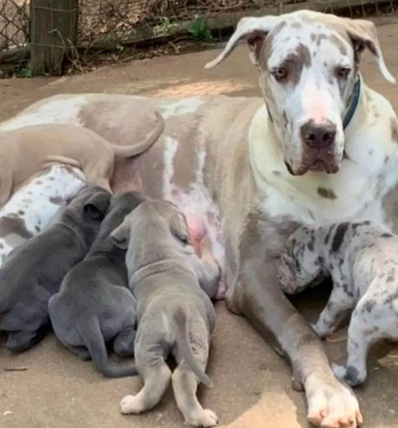 Beatrix Of Allens Ridge