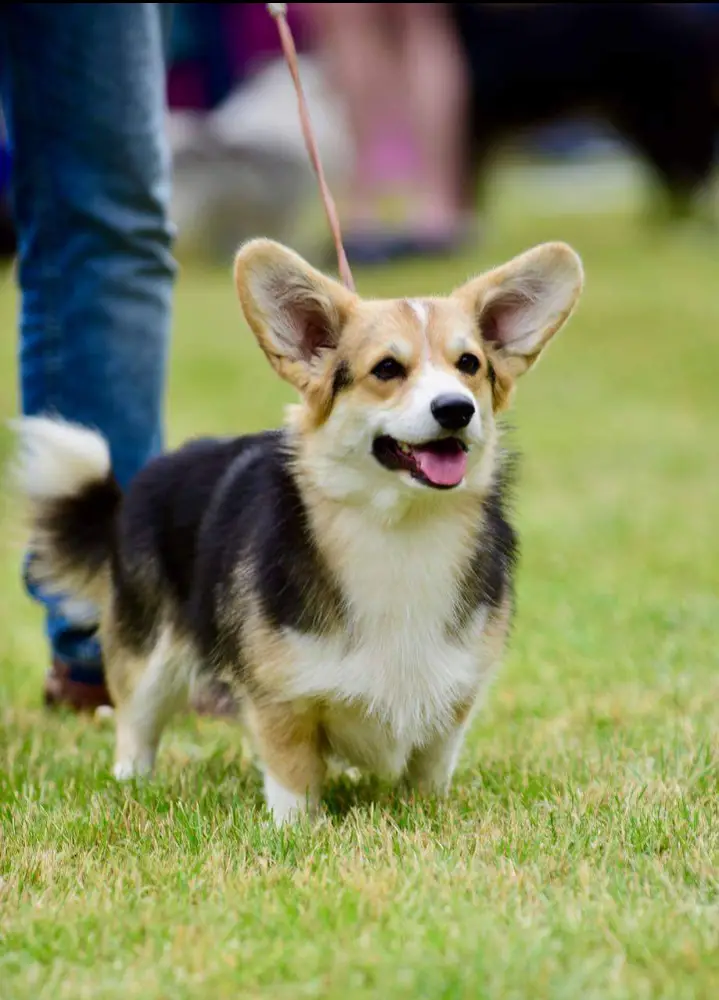 Twenty Oaks Farm Ashley