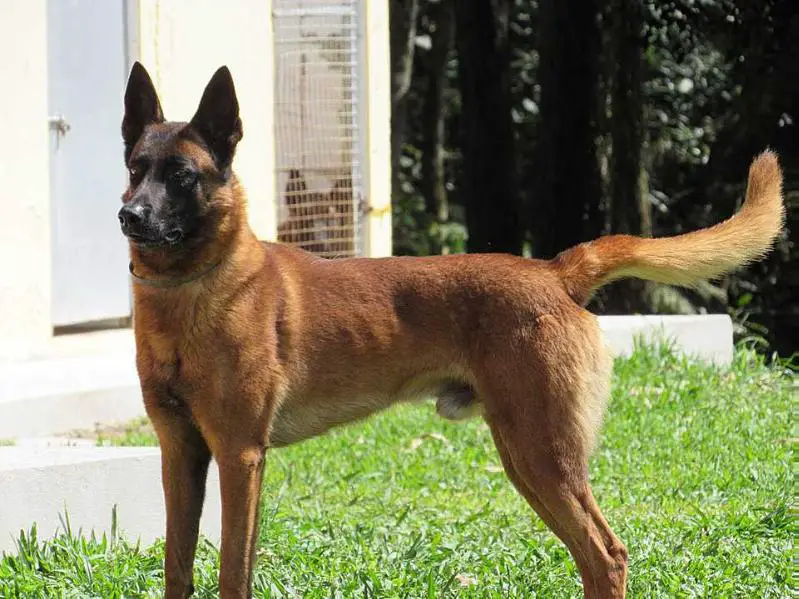 Mikee of Joli Troucheaus