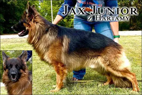 Jax Junior z Hartamy