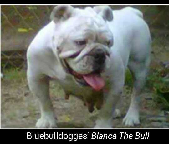 Bluebulldogge's Blanca the Bull