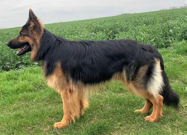 nat. & int. Champion Darix-Jaku vom Winsener Land