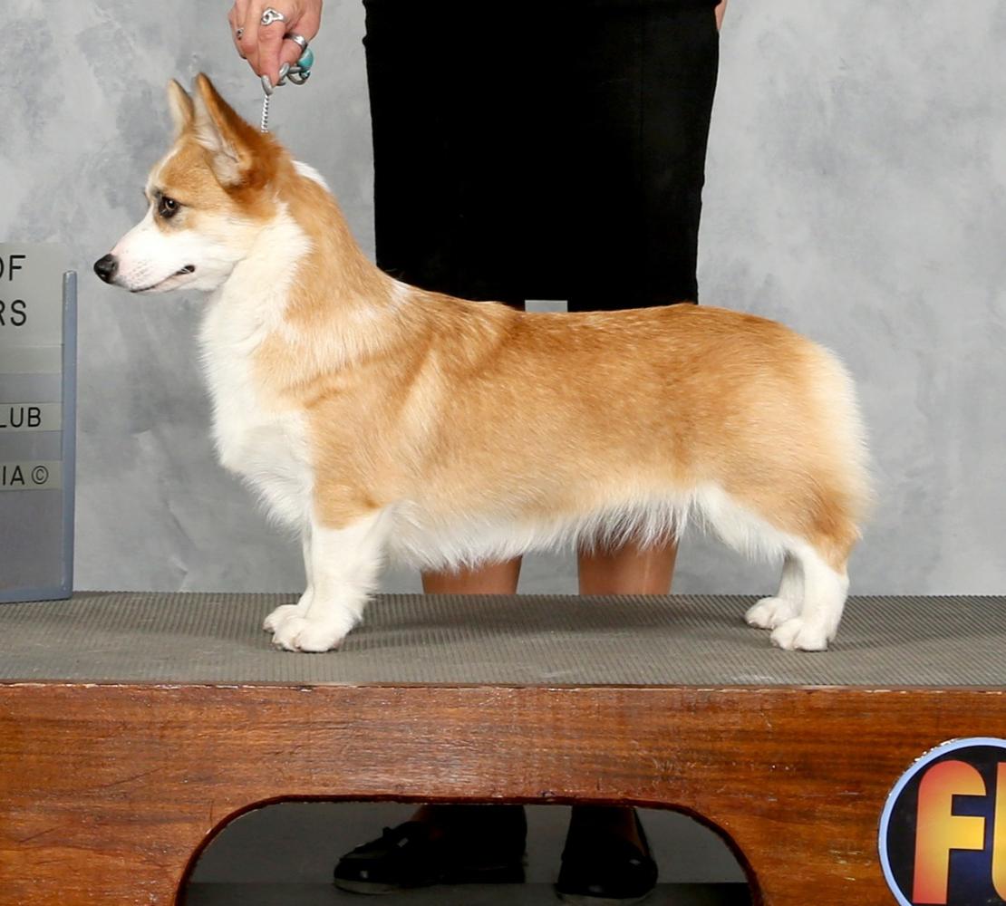 AKC CH Triple Tac's Fancy Dancing
