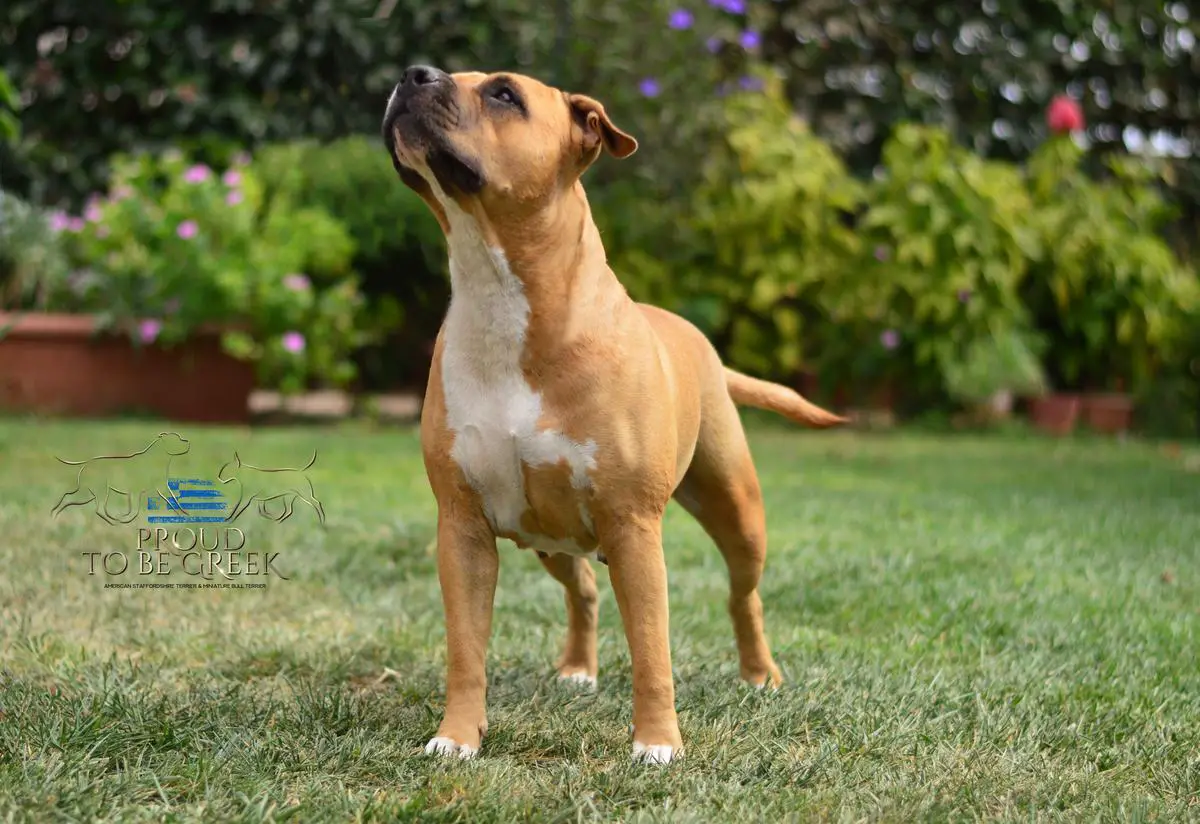 Proud to be Greek Blizzard