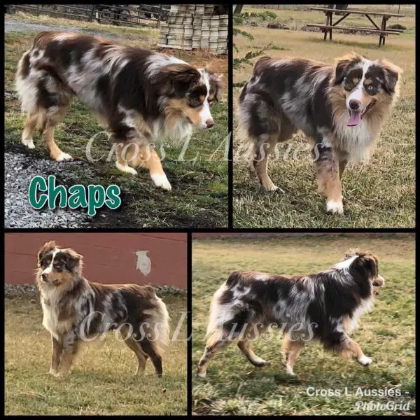 Cross L's Chaps My Hide