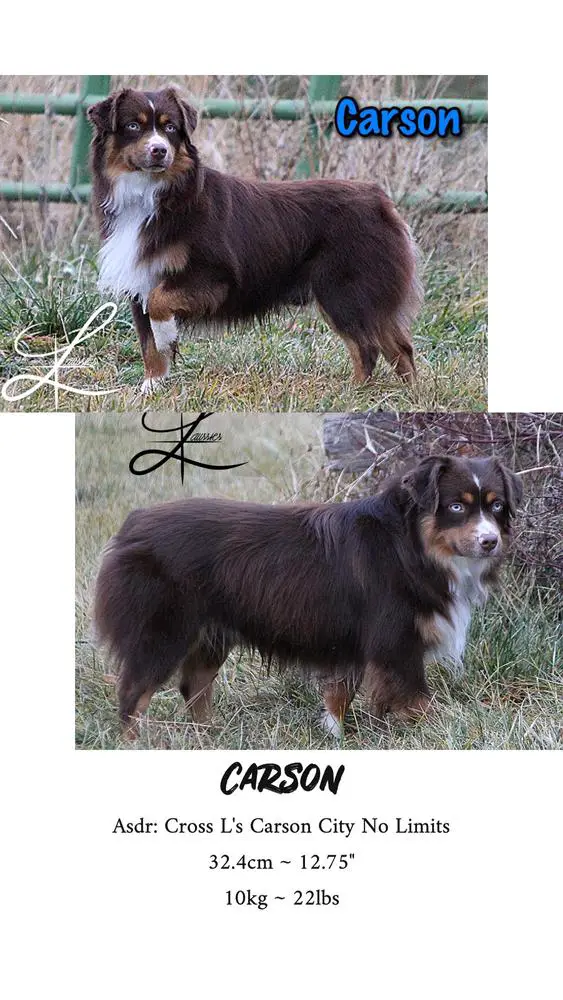 Cross L's Carson City No Limits