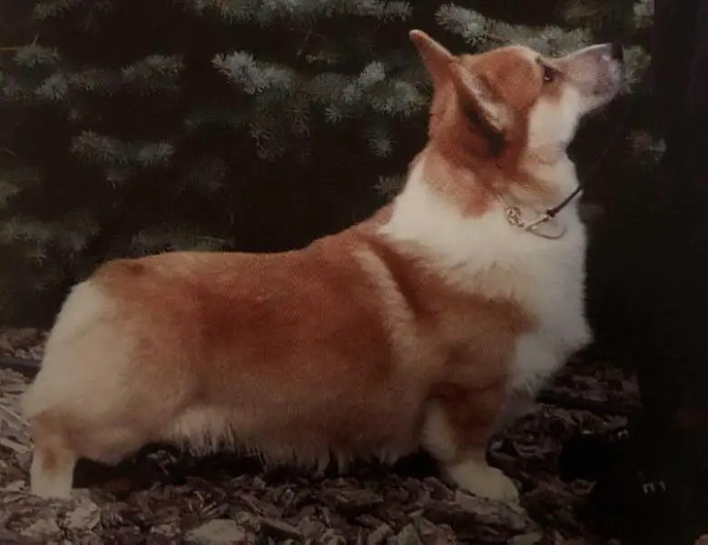 CH Amsburg's Own Perceptor