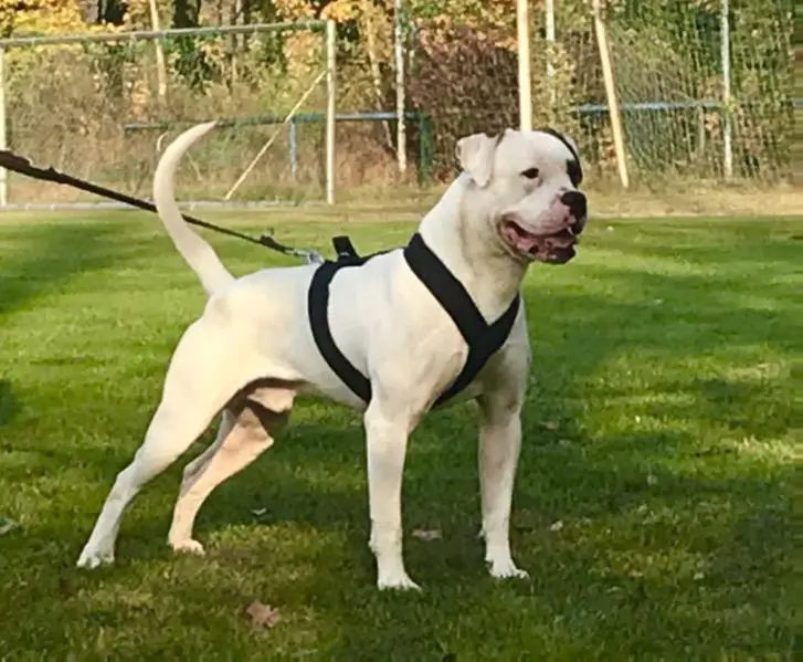 ABNA Gr.Ch, Working  Conformation Ch Lionesses Sharp Frost Falco