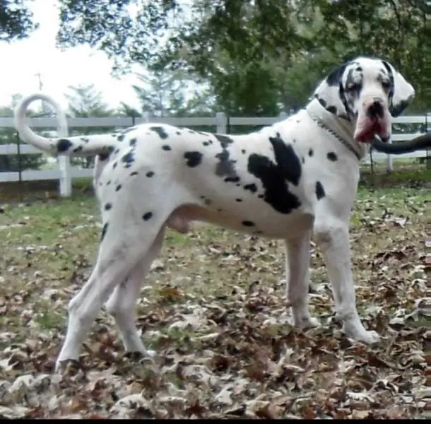 Dick Van Dyke Di Stella Ardens