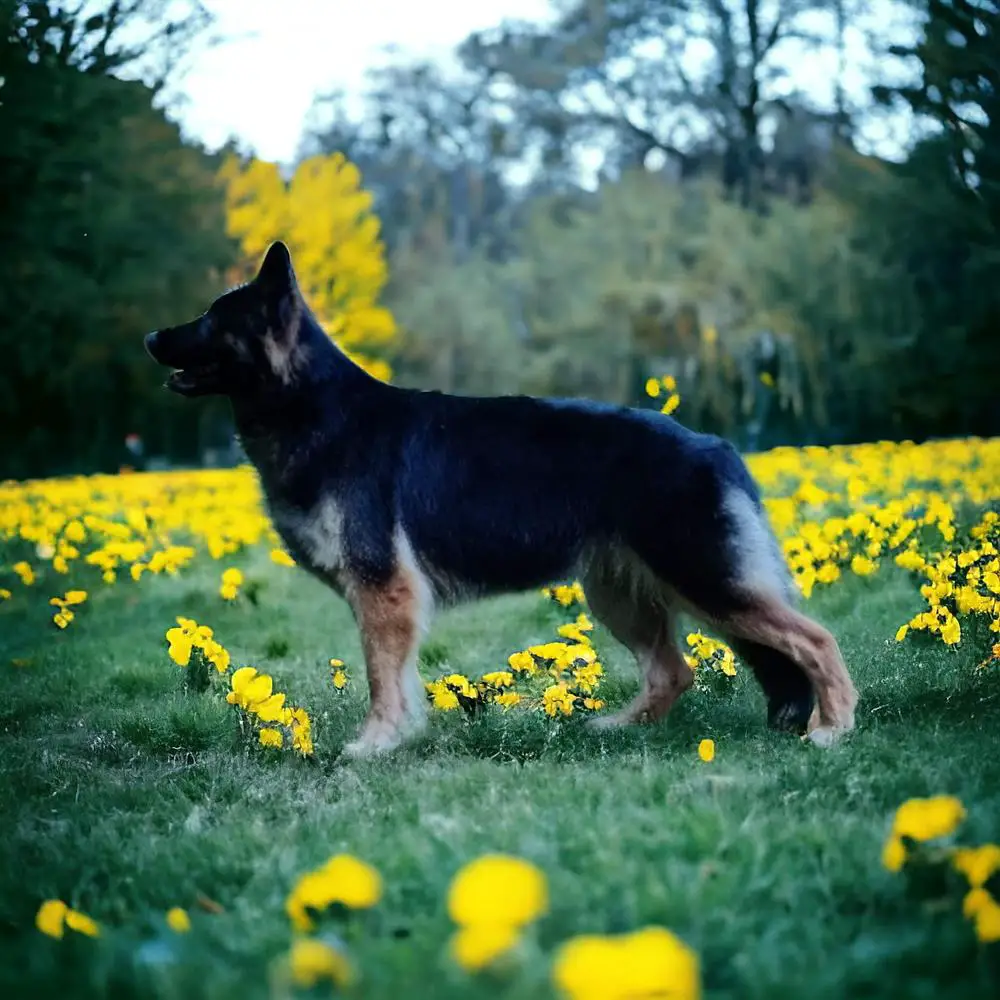 Guilty Canis Invictus