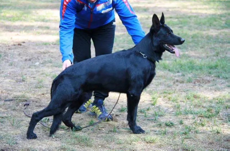 SG Bashan von Picasso