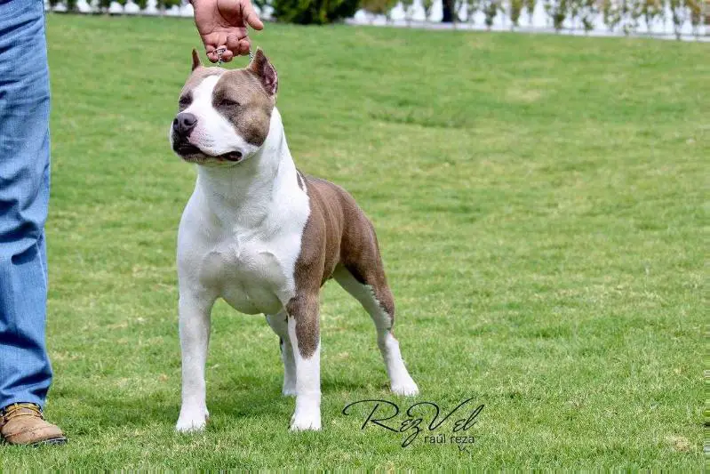 CH MEX. DRAKO