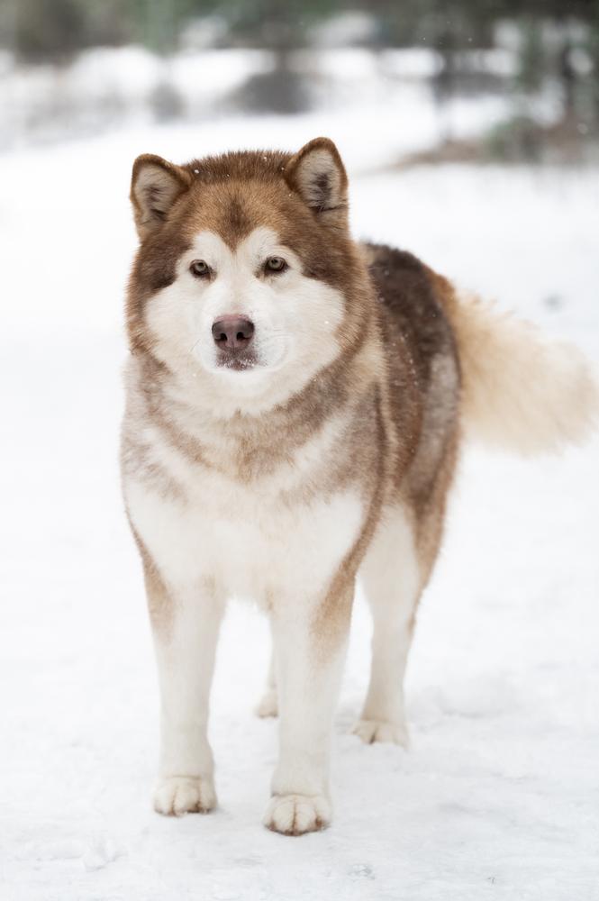 JChBY, JChBreed, ChBY, ChBreed Fluffy Hugs Sophia for Mazurstar