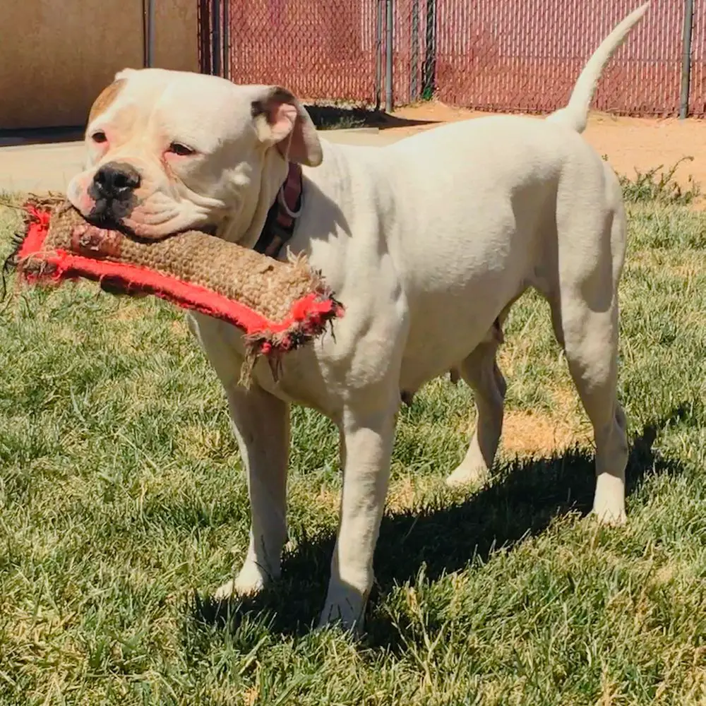 DGK’S Daffodilly Darla