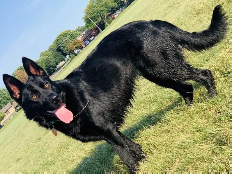 Rein Brynhild Von Den Weidefeuer