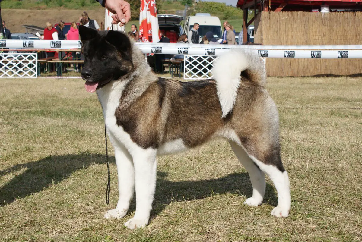 SK CH, SRB CH Noteworthy Artic Blast at Asmita