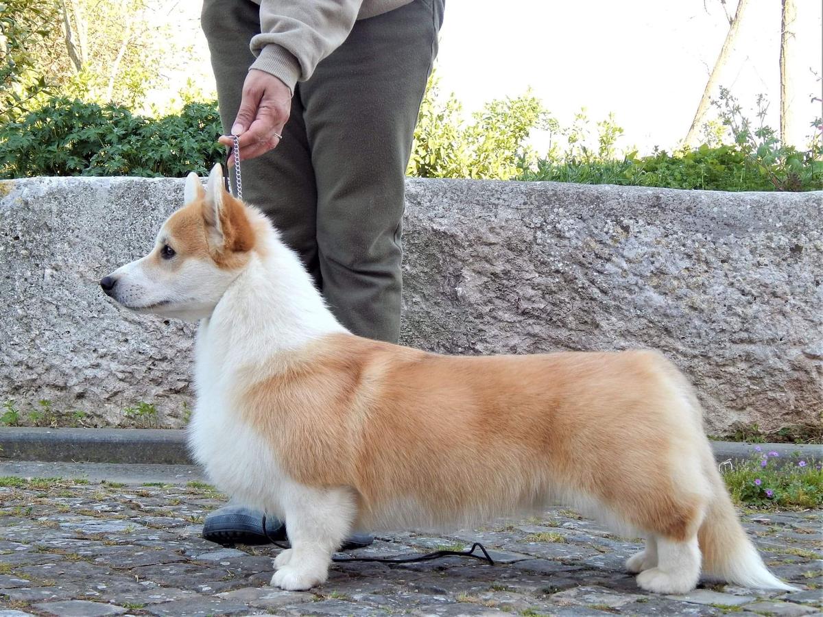 CH Alenclaud Francesco