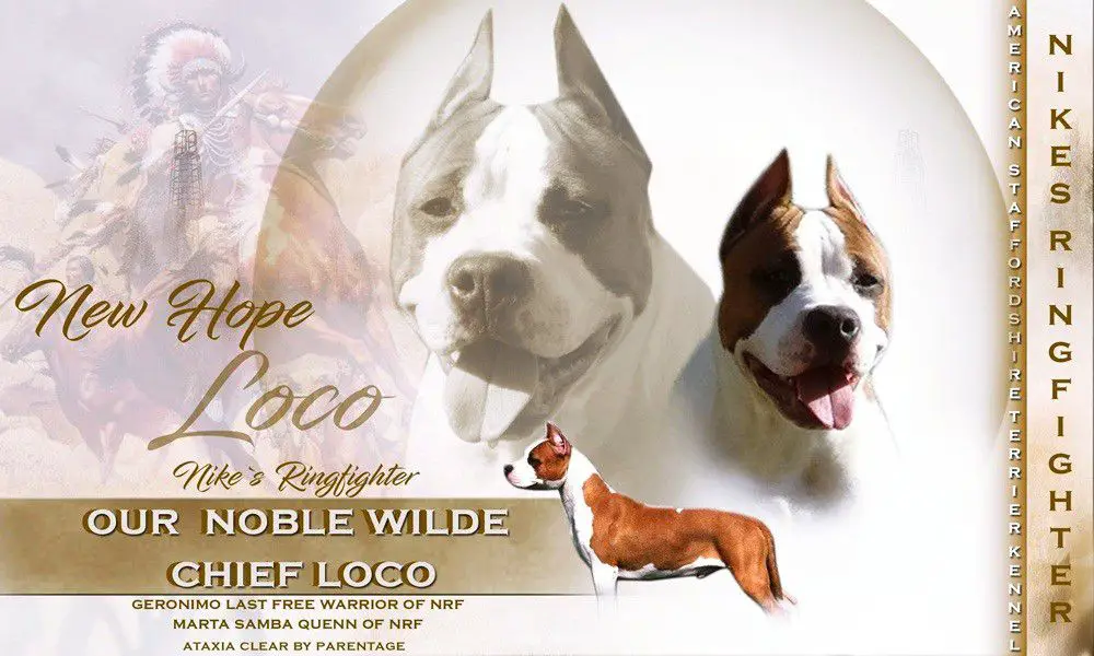 Our noble wilde chief  loco of NRF