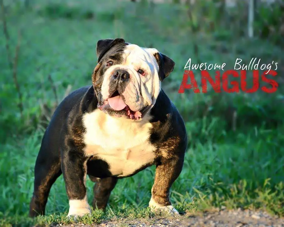 Awesome Bulldog's Angus