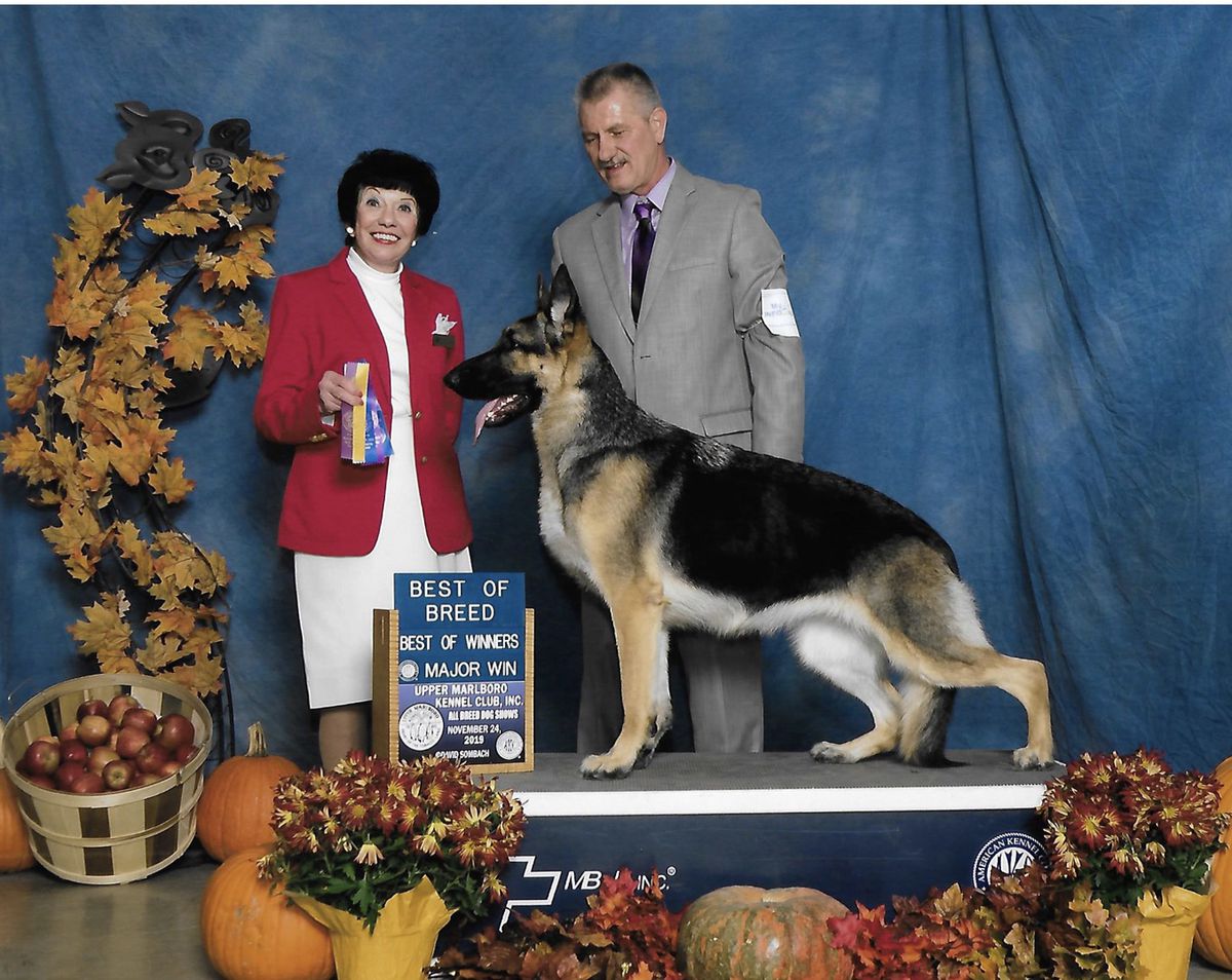 GCH Ch Ponca Hill-Tantara's Who's On Fire?