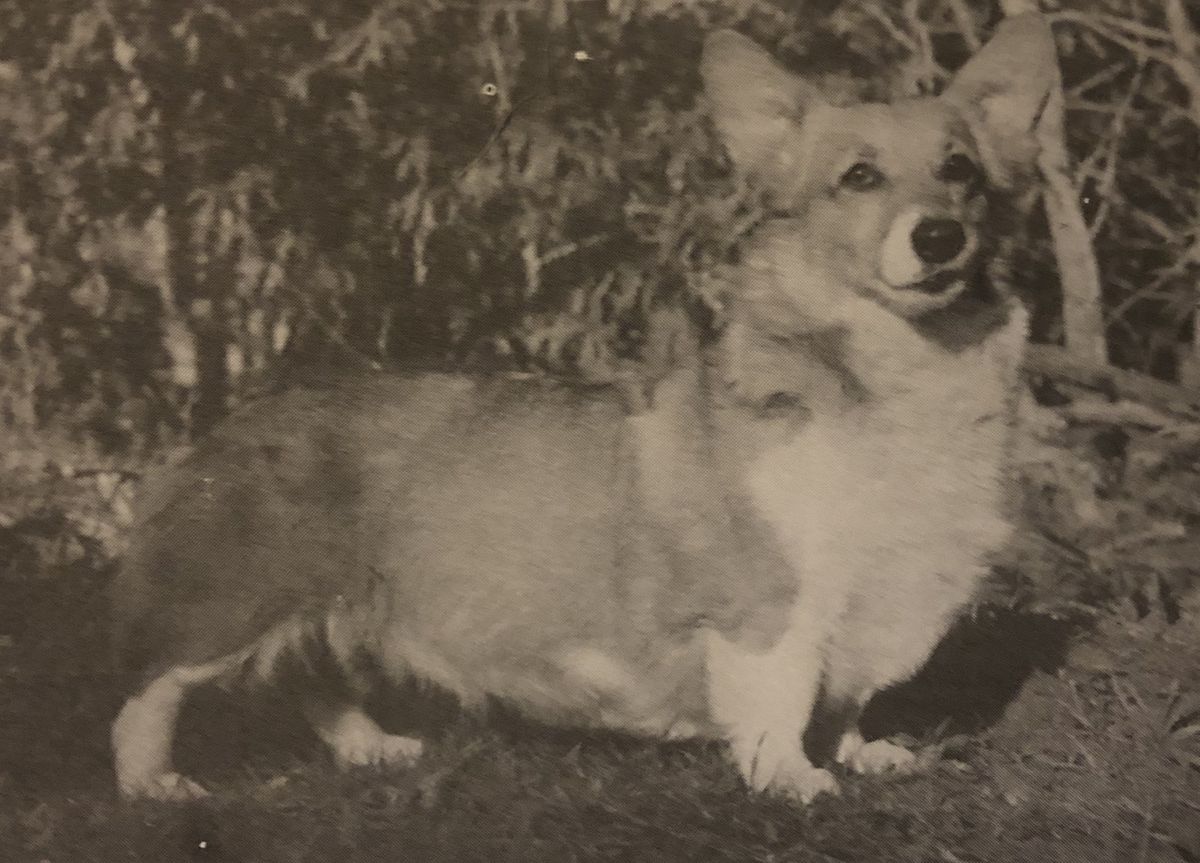 CH Bundock's Kiss Me Kate