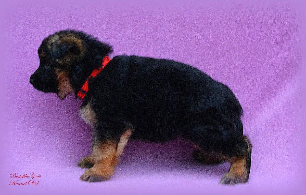 Caroline Best of the Gods