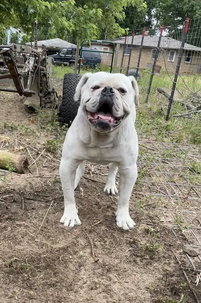 J&A’s Rebel Rousier 5 “Snowman”