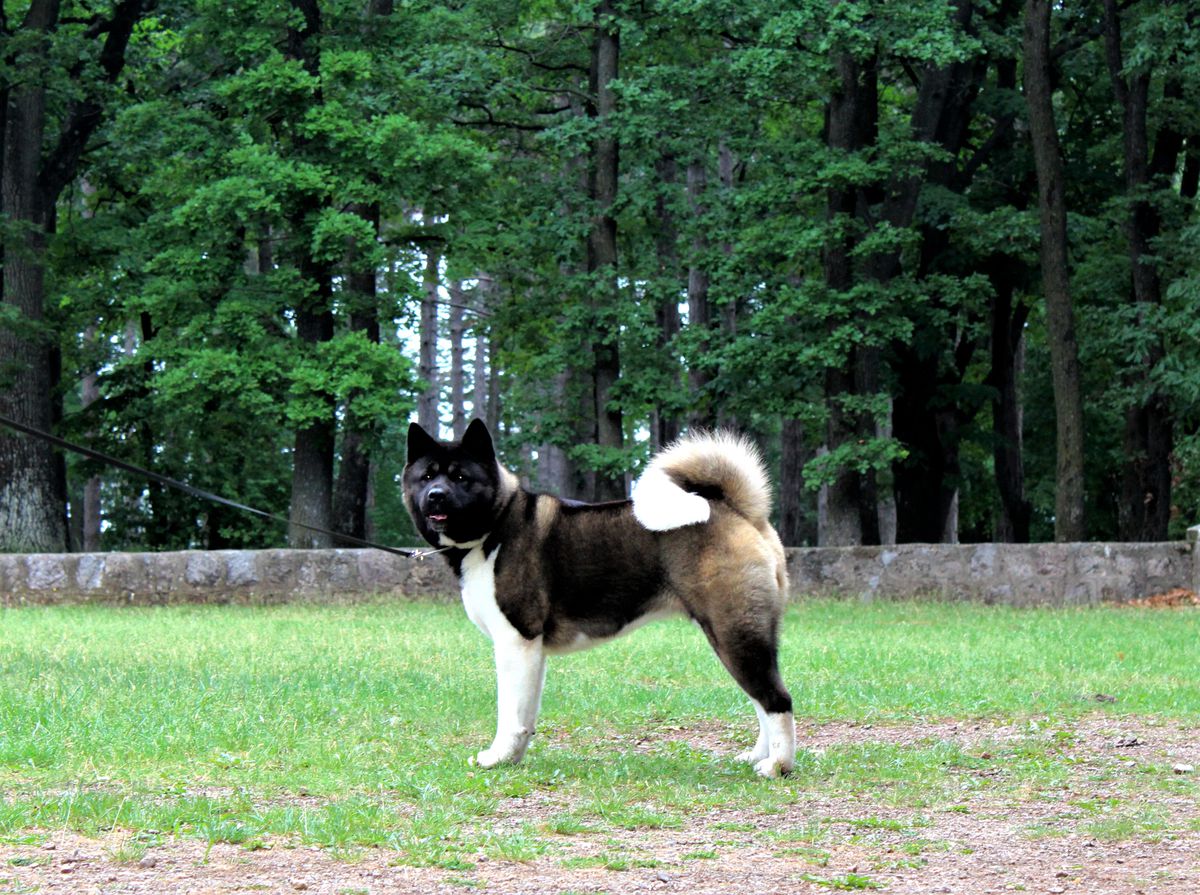 SRB CH, SRB JCH Euphoria Nayura Rosa Centurion Gladiator