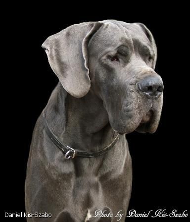 Augusztus Expletus Hungaricus