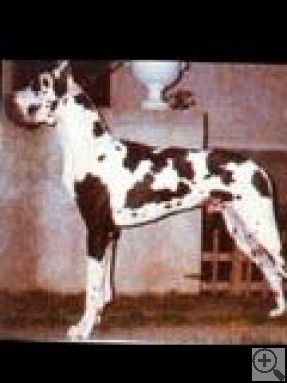 Angel’s-Hell Olivér