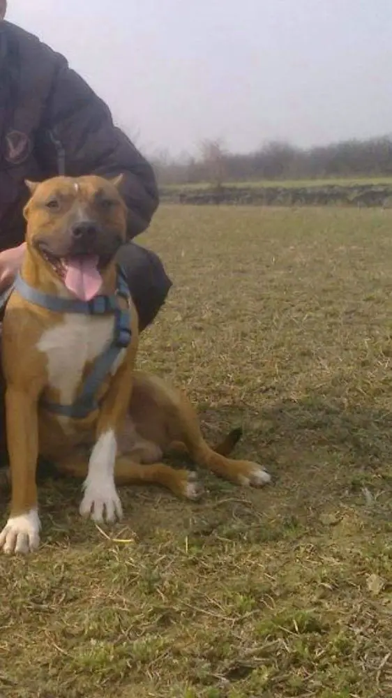 Bumerang Daredevil Staff