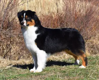 AKC CH Limelite's Monopoly Money