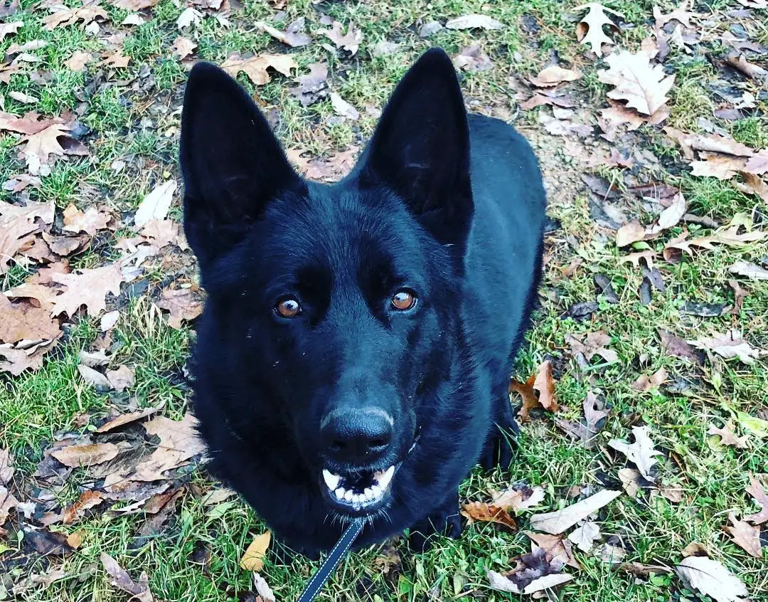Ember Vom Harterhund