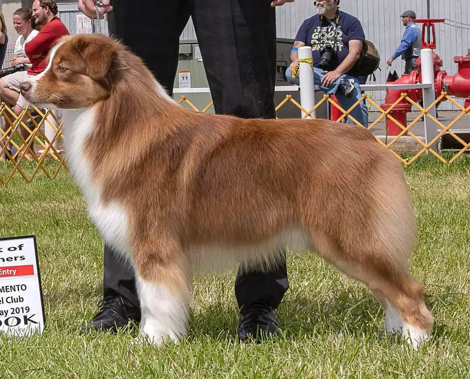 AKC/ASCA CH Woodstock's All Starr Mode