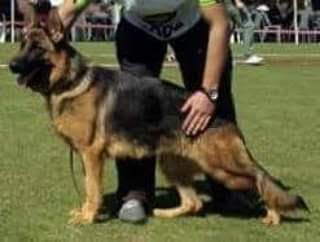 SG1 Daisy von pasadogkennel