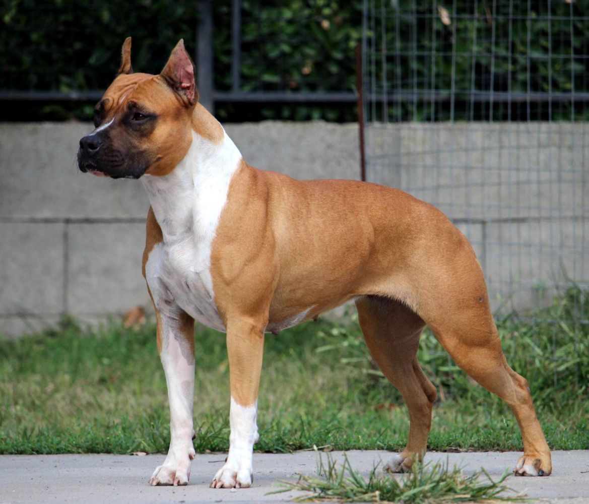 Tiger Tattoo's Shadow Cat