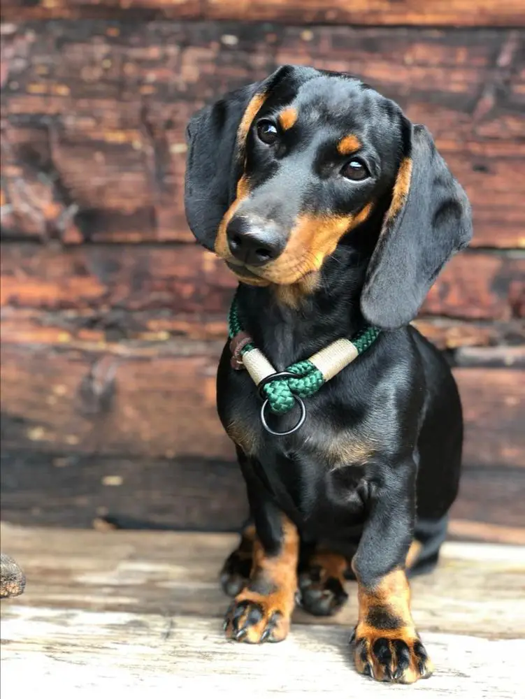 VERSTORBEN Frieda vom Brexbach FCI