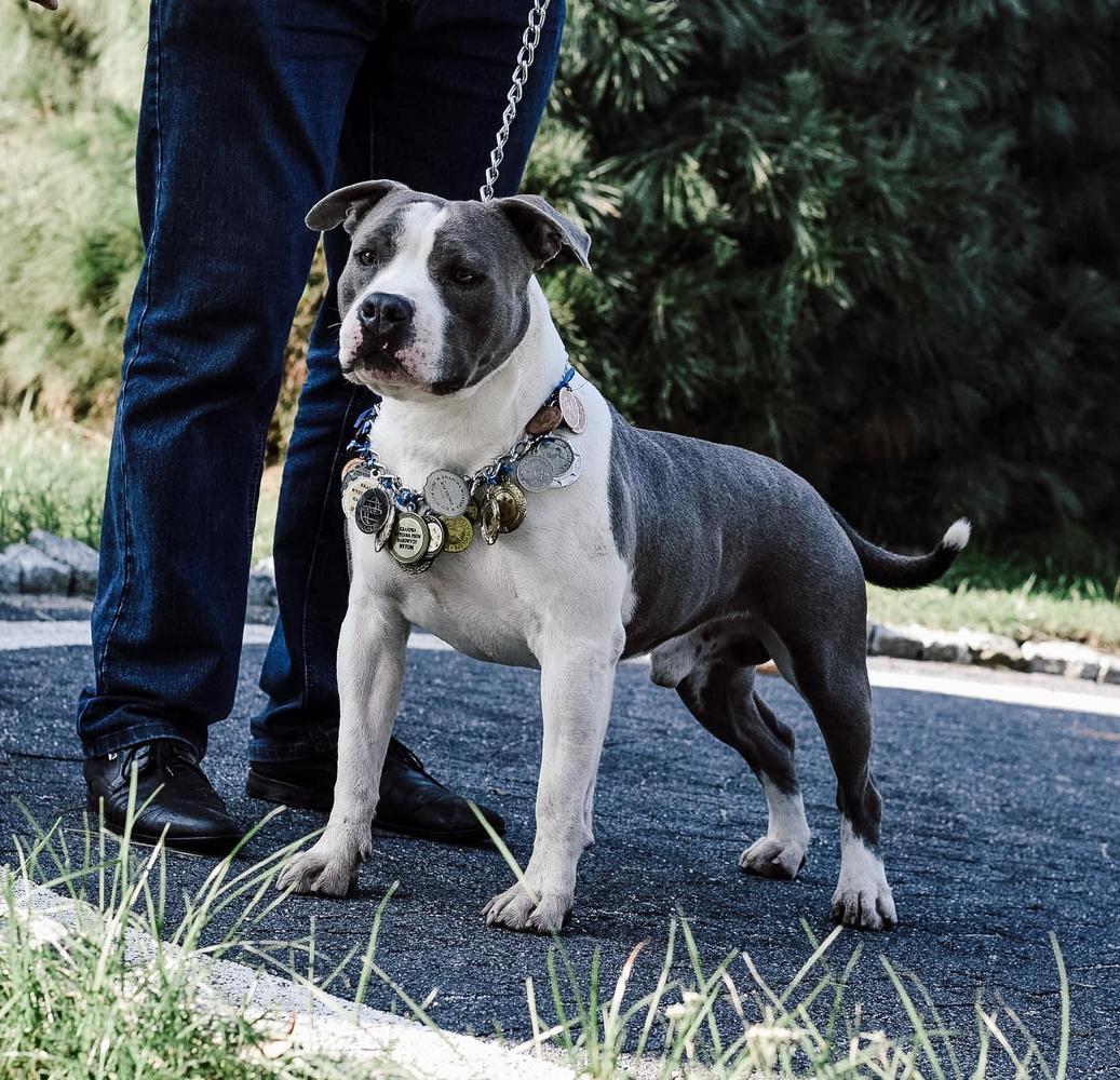 JCH PL, CH PL ZERRO Boj-Marengo